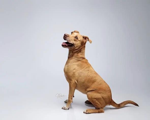 Baby Girl, ADOPTABLE, Adult Female American Staffordshire Terrier & Pit Bull Terrier.
