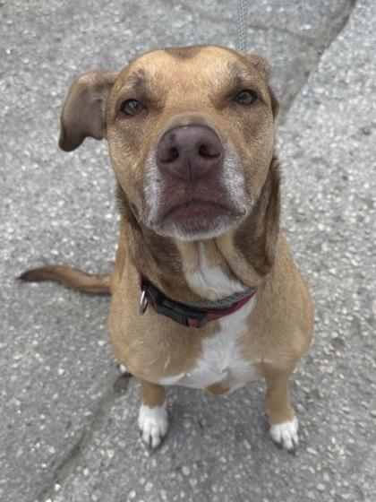 Baby Girl, ADOPTABLE, Adult Female American Staffordshire Terrier & Pit Bull Terrier.