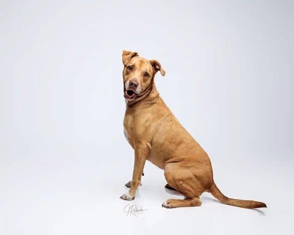 Baby Girl, a ADOPTABLE mixed breed in Inverness, FL image 4/5