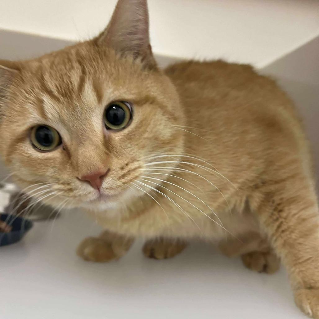 Enlarge Aspen, a Adoptable Domestic Short Hair in Rocky Mount, VA image 1/1