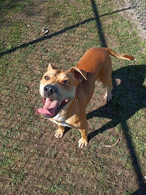 Enlarge BUD, a Adoptable Labrador Retriever in Corpus Christi, TX image 1/1