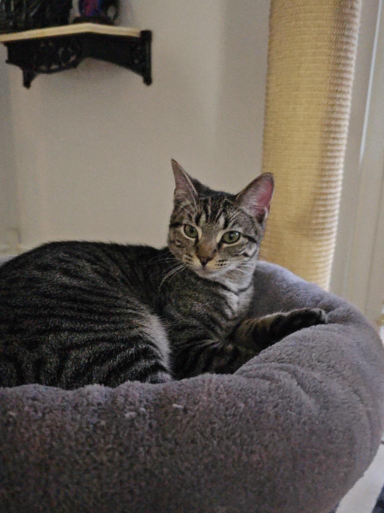 Storm, Adoptable, Kitten Female Domestic Short Hair.
