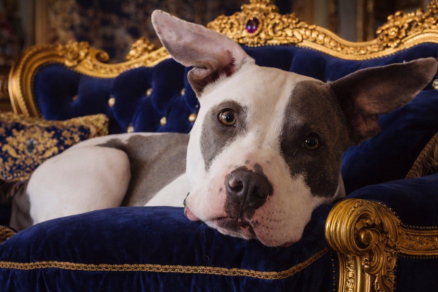 Enlarge Theo, a Adoptable Pit Bull Terrier in Cypress, TX image 4/4
