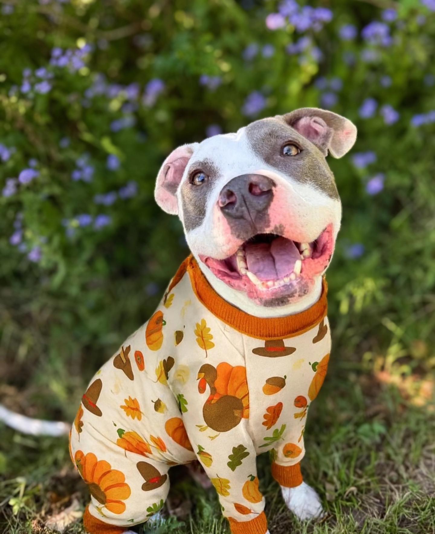 Enlarge Theo, a Adoptable Pit Bull Terrier in Cypress, TX image 2/4