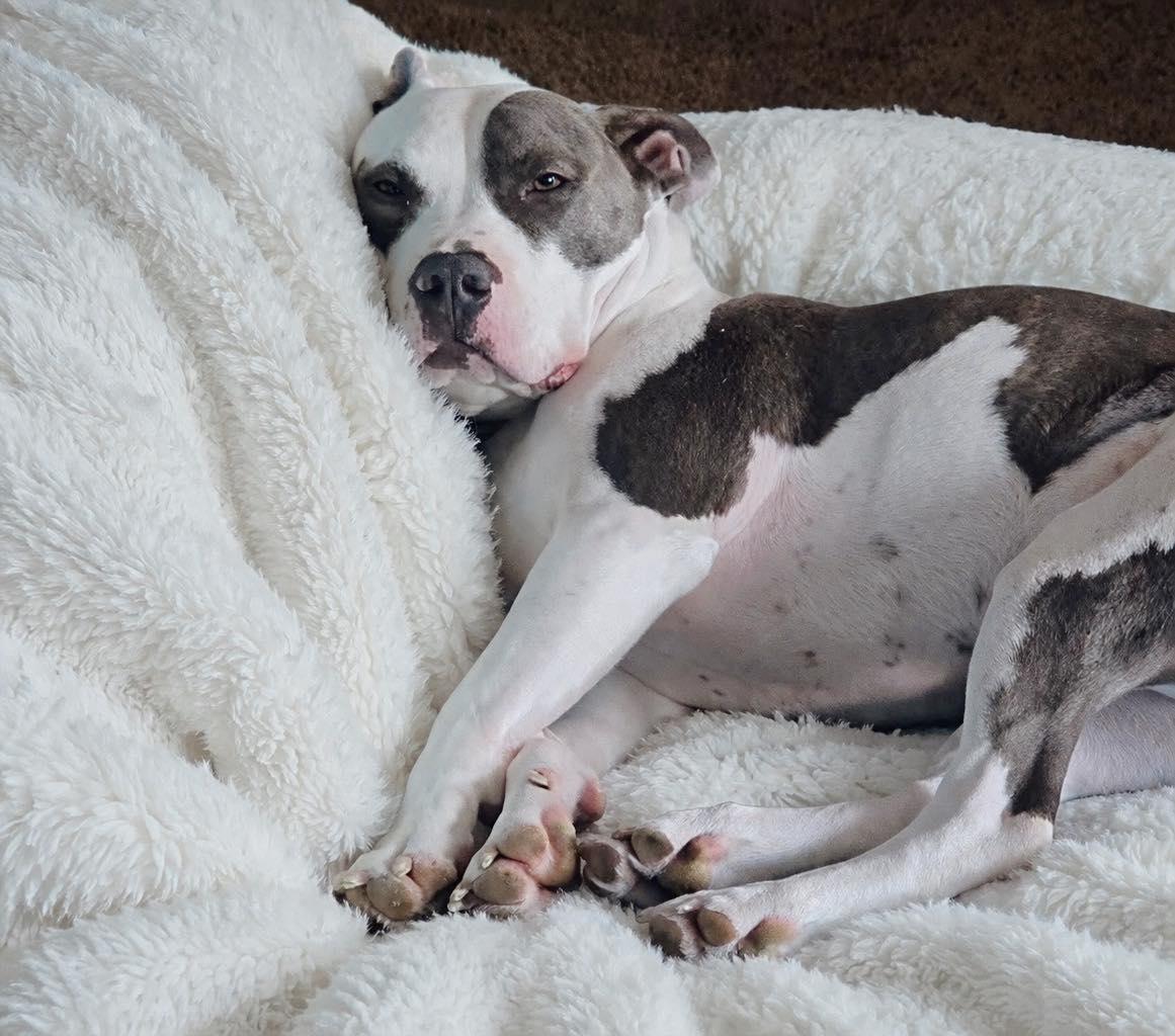 Enlarge Theo, a Adoptable Pit Bull Terrier in Cypress, TX image 3/4