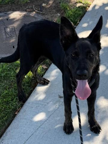 LILO, Adoptable, Young Female Belgian Shepherd / Malinois & Mixed Breed.