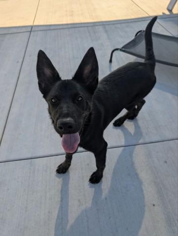 LILO, Adoptable, Young Female Belgian Shepherd / Malinois & Mixed Breed.