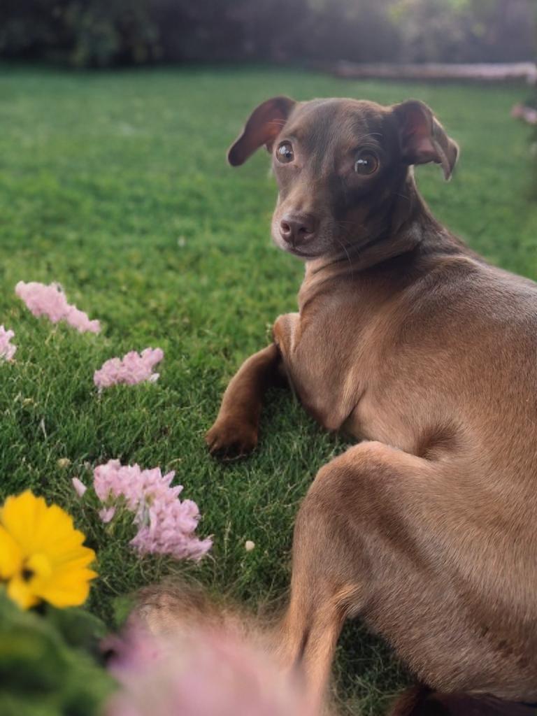 Enlarge Stella, a ADOPTABLE mixed breed in San Antonio, TX image 2/3