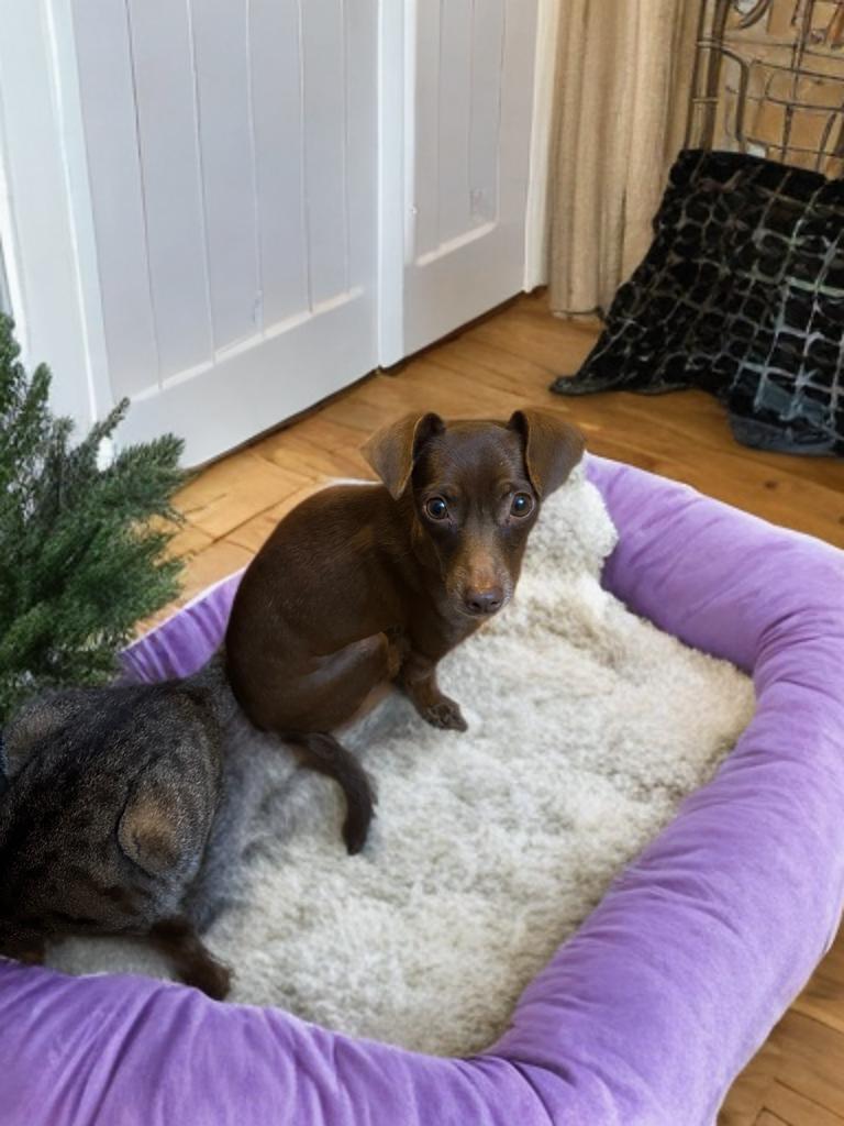 Enlarge Stella, a ADOPTABLE mixed breed in San Antonio, TX image 1/3