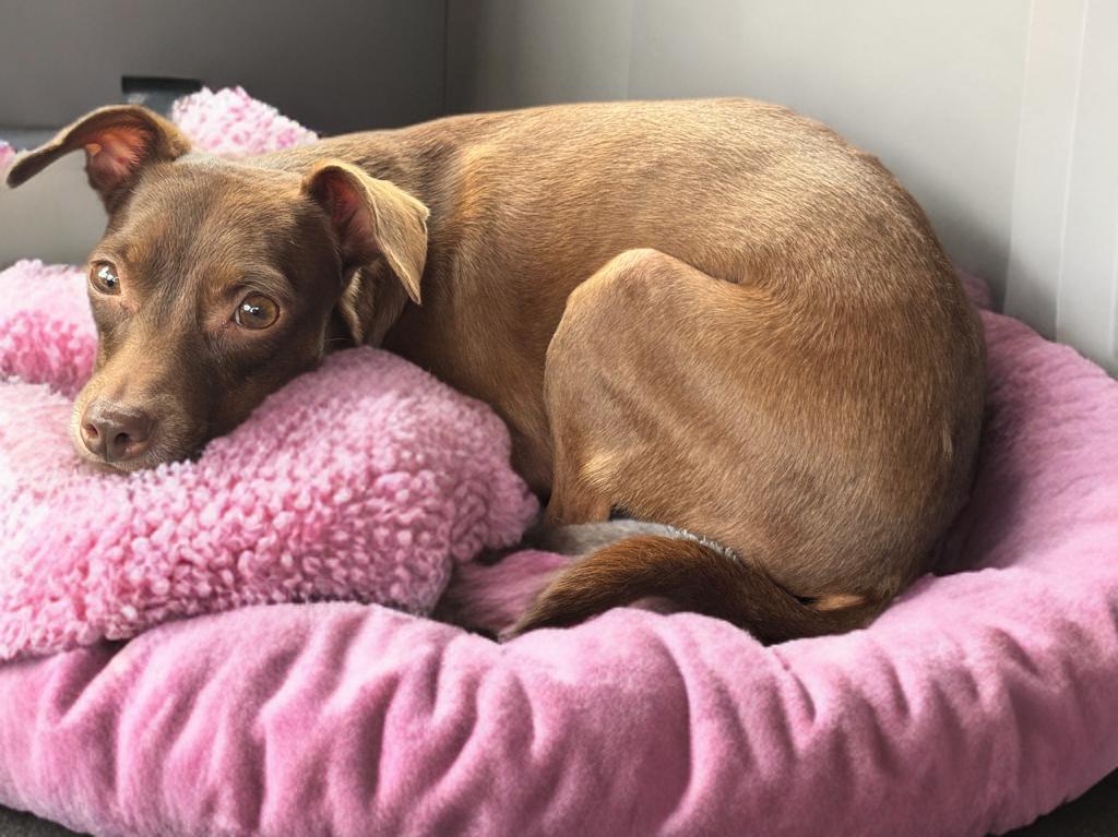 Enlarge Stella, a ADOPTABLE mixed breed in San Antonio, TX image 3/3