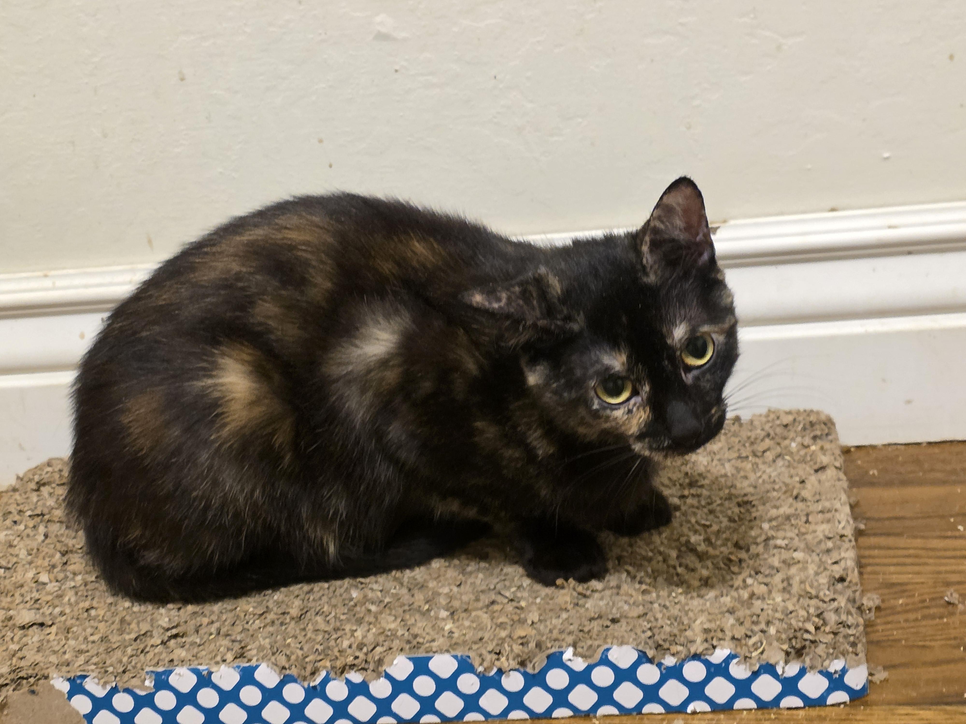 Torts, Adoptable, Young Female Domestic Short Hair.