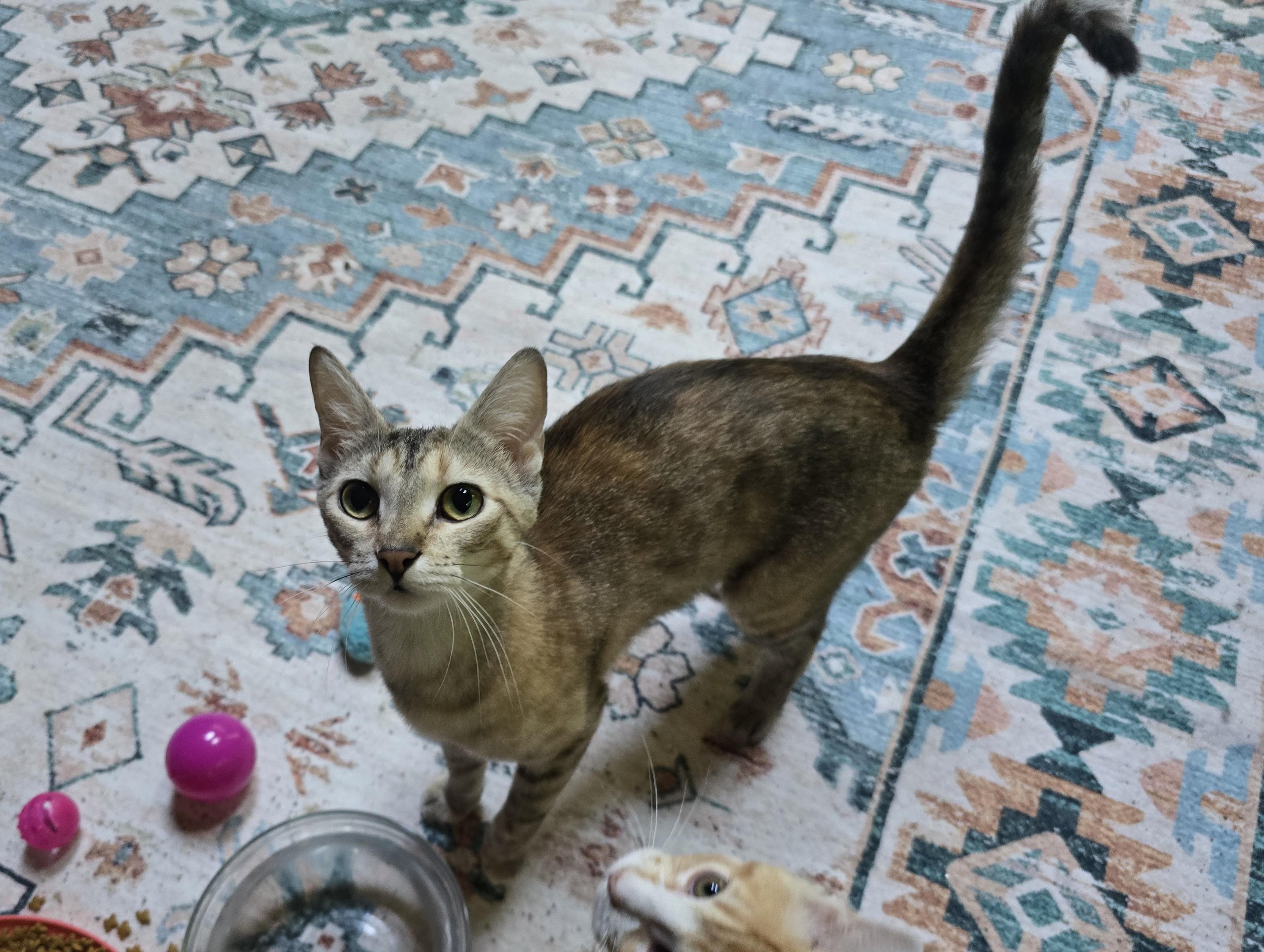 Betty, Adoptable, Young Female Dilute Calico.