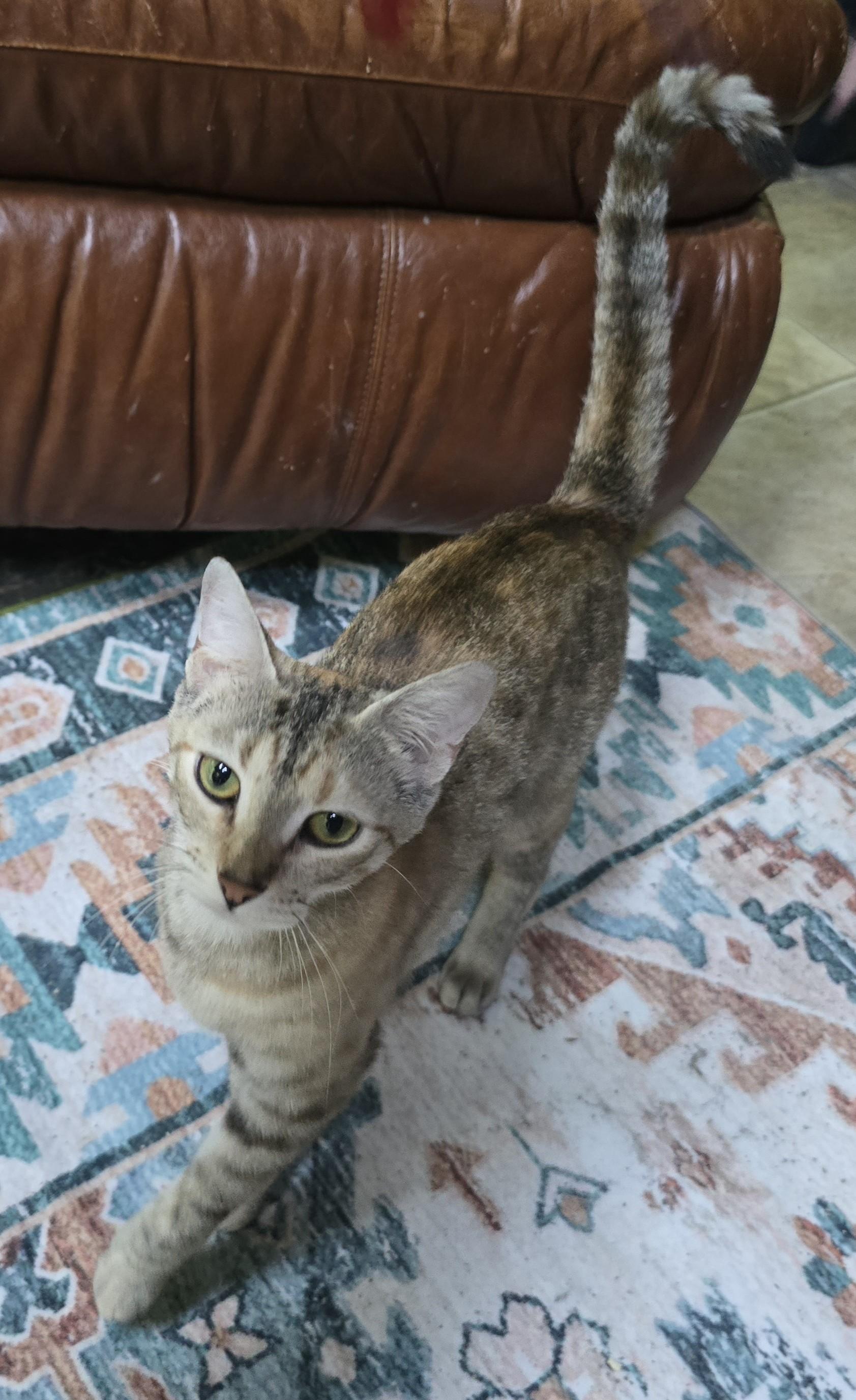 Enlarge Betty, a Adoptable Dilute Calico in River Falls, WI image 5/6