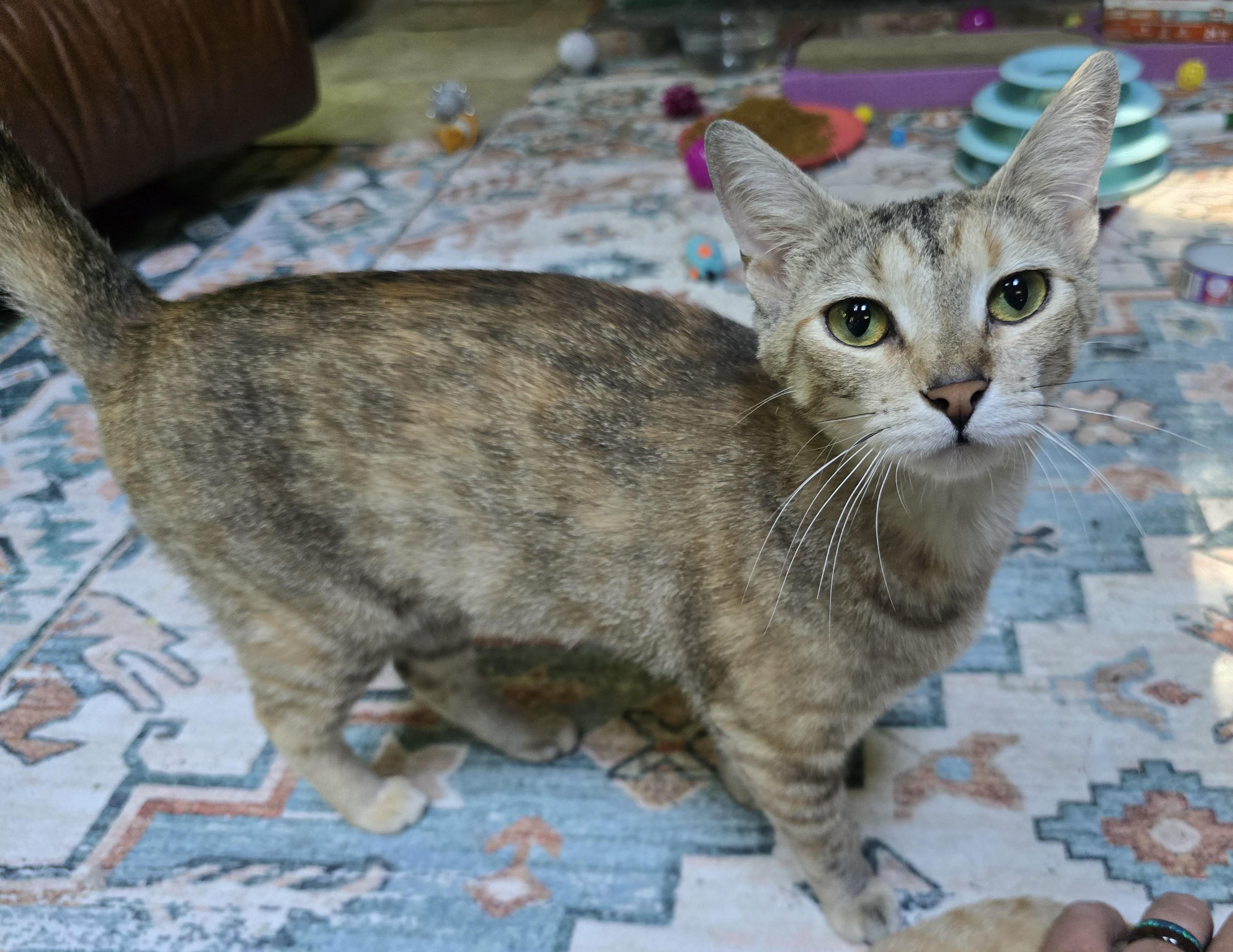 Enlarge Betty, a Adoptable Dilute Calico in River Falls, WI image 3/6