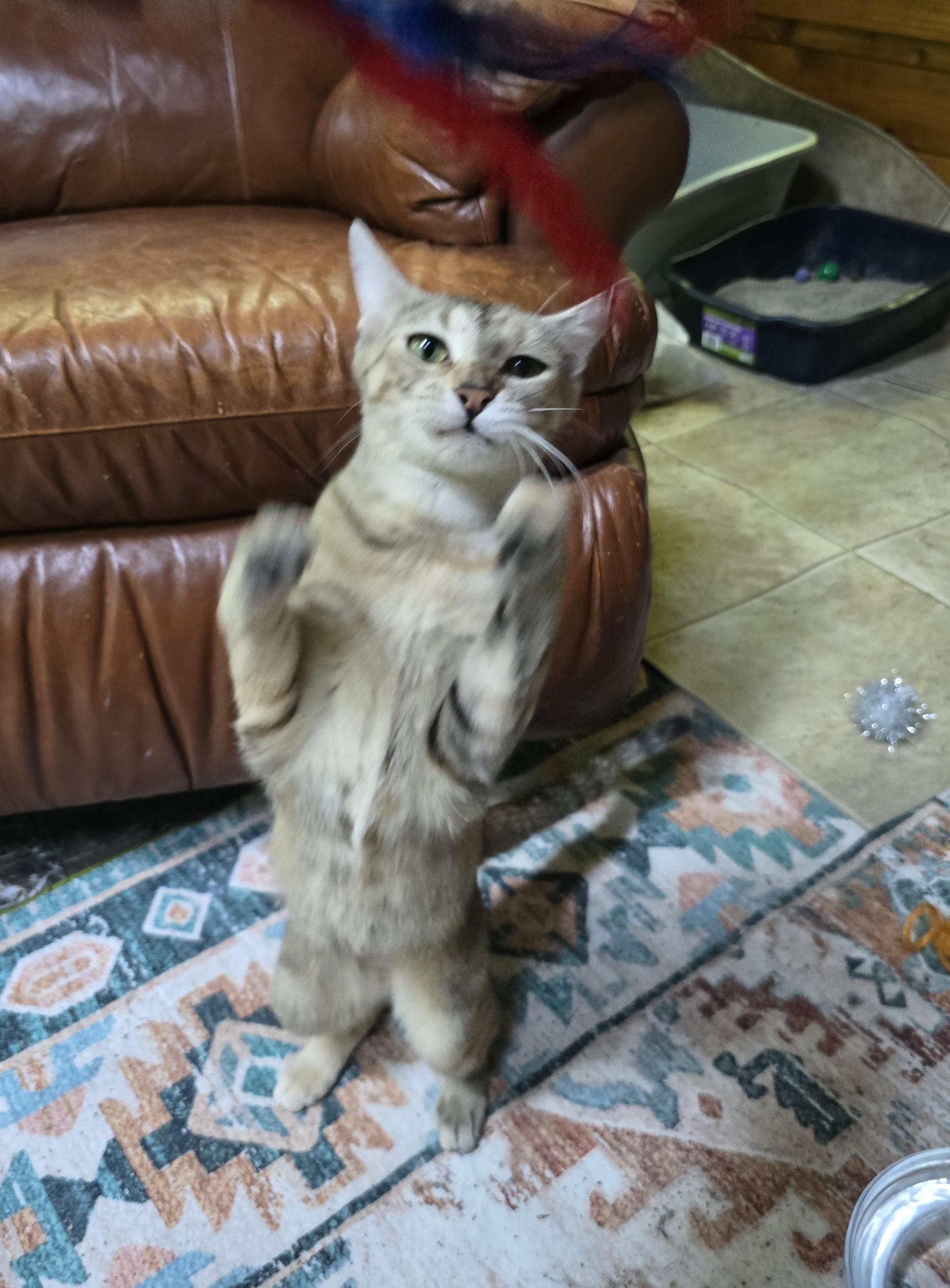 Enlarge Betty, a Adoptable Dilute Calico in River Falls, WI image 6/6