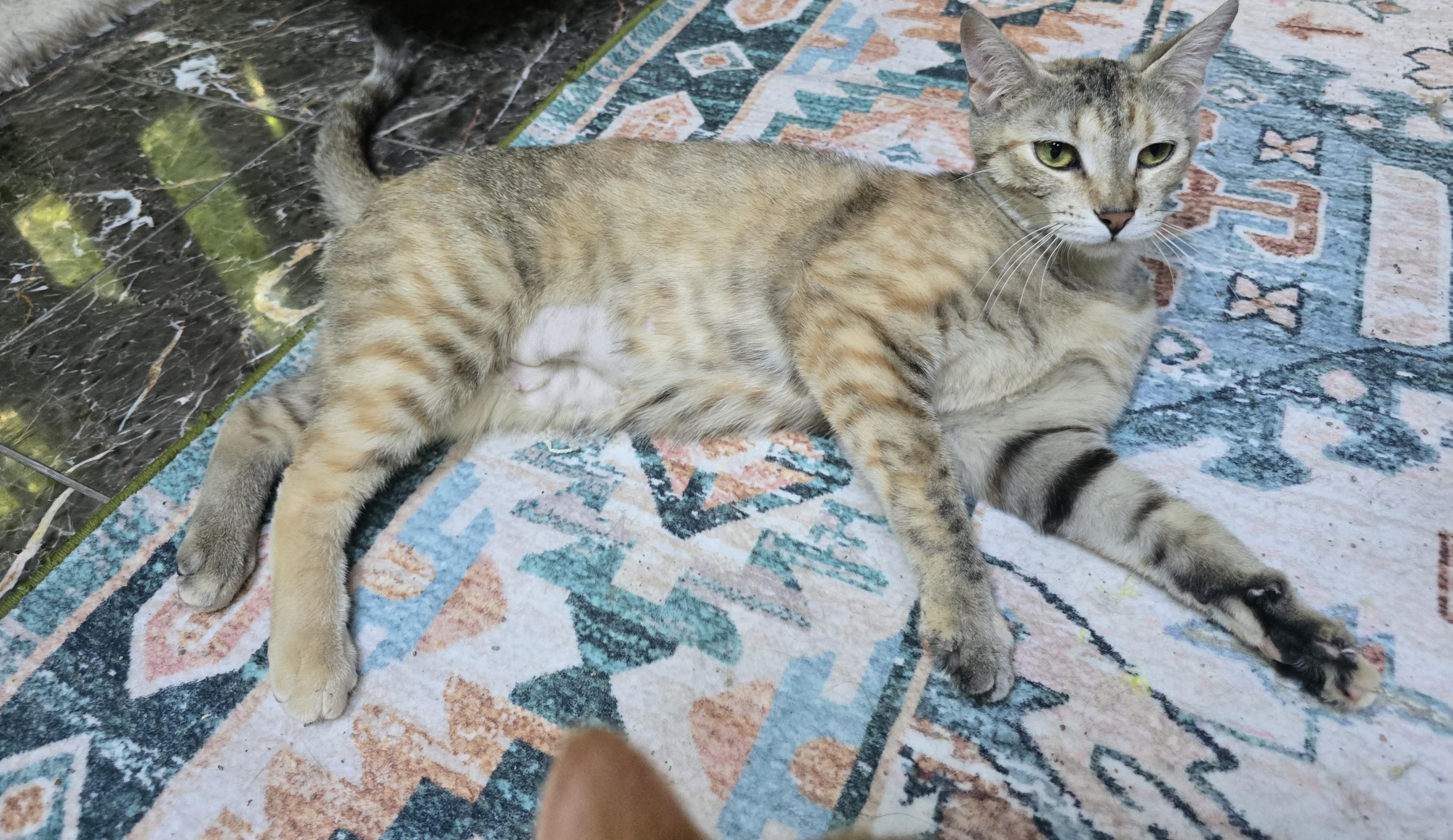 Enlarge Betty, a Adoptable Dilute Calico in River Falls, WI image 2/6