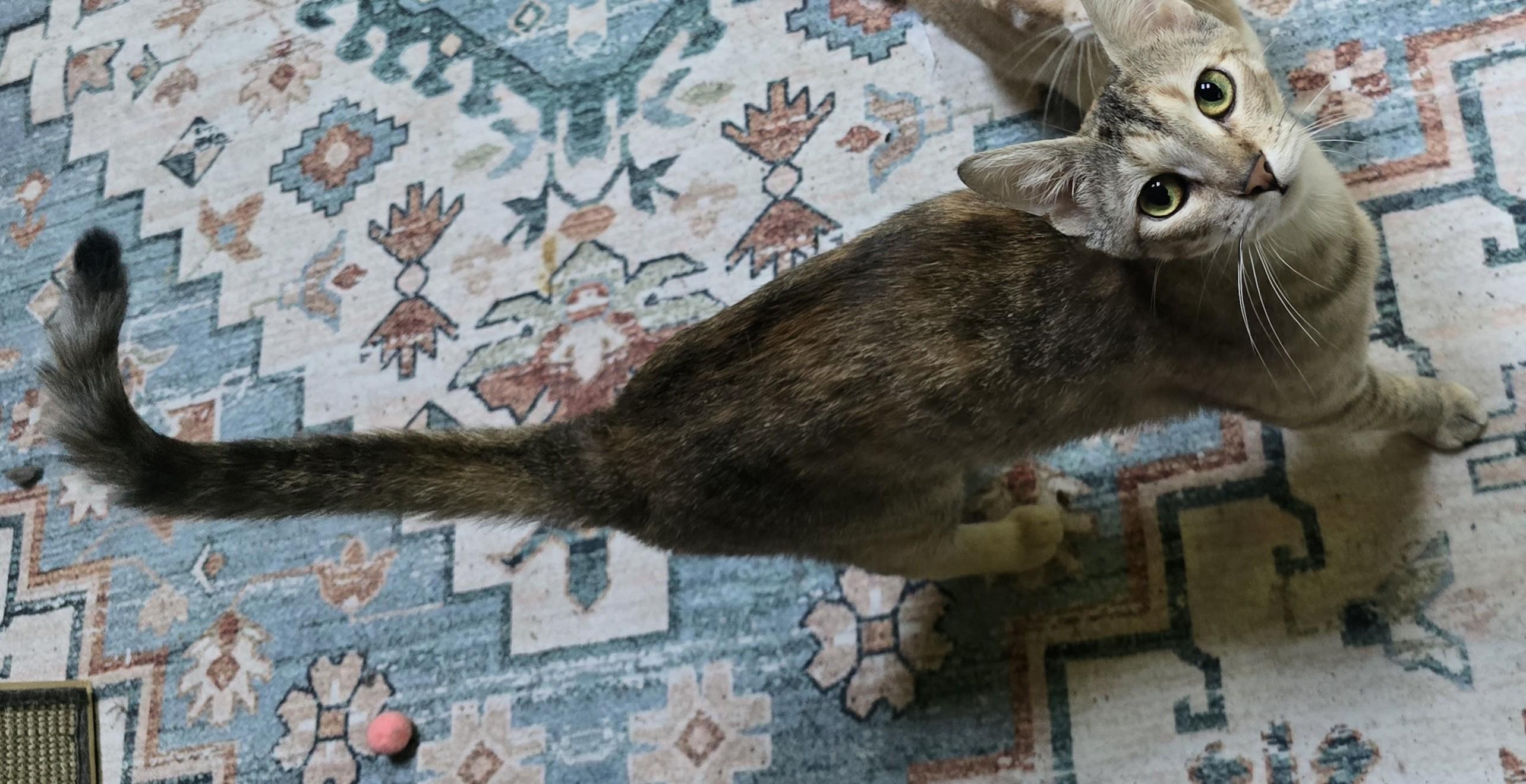 Enlarge Betty, a Adoptable Dilute Calico in River Falls, WI image 4/6