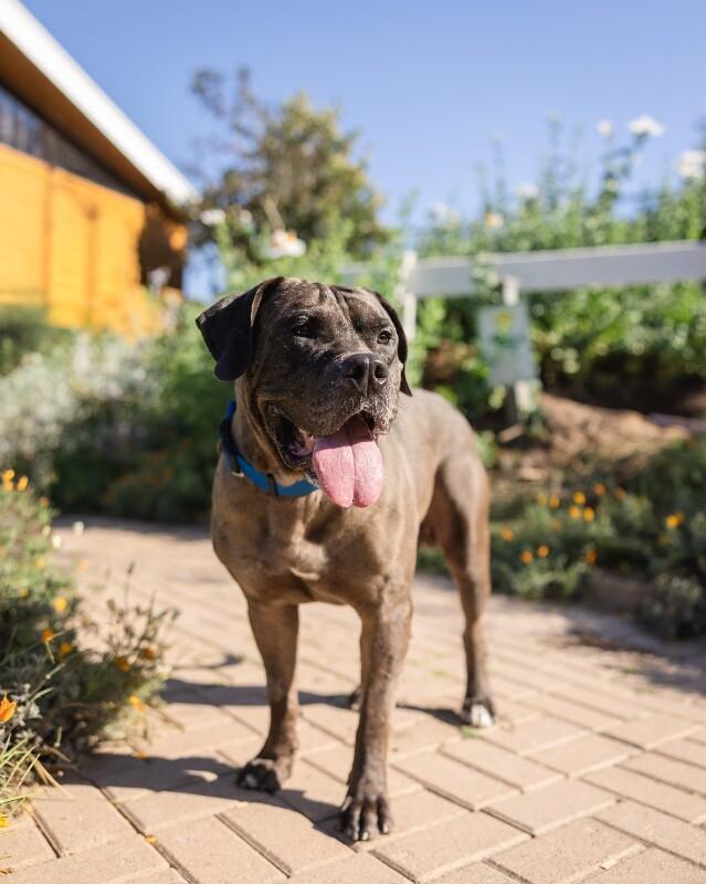 Oak, Adoptable, Adult Male Cane Corso.