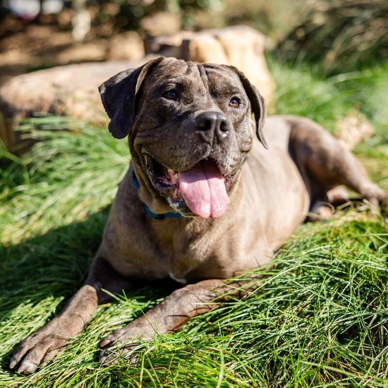 Enlarge Oak, a Adoptable Cane Corso in Manhattan Beach, CA image 2/6