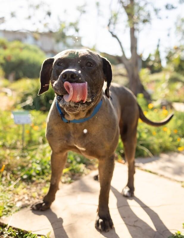 Enlarge Oak, a Adoptable Cane Corso in Manhattan Beach, CA image 3/6