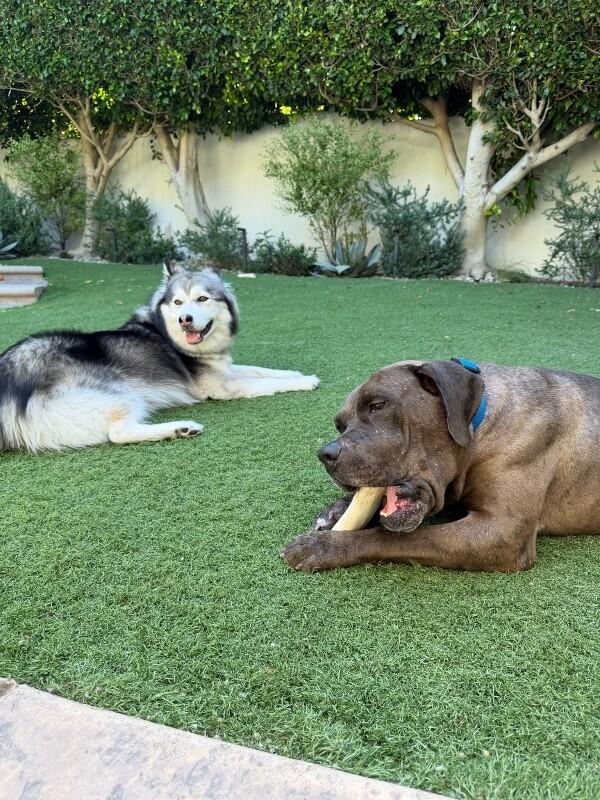 Enlarge Oak, a Adoptable Cane Corso in Manhattan Beach, CA image 4/6