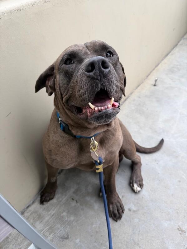 Enlarge Oak, a Adoptable Cane Corso in Manhattan Beach, CA image 5/6