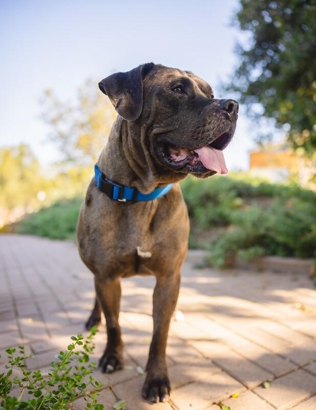 Enlarge Oak, a Adoptable Cane Corso in Manhattan Beach, CA image 6/6
