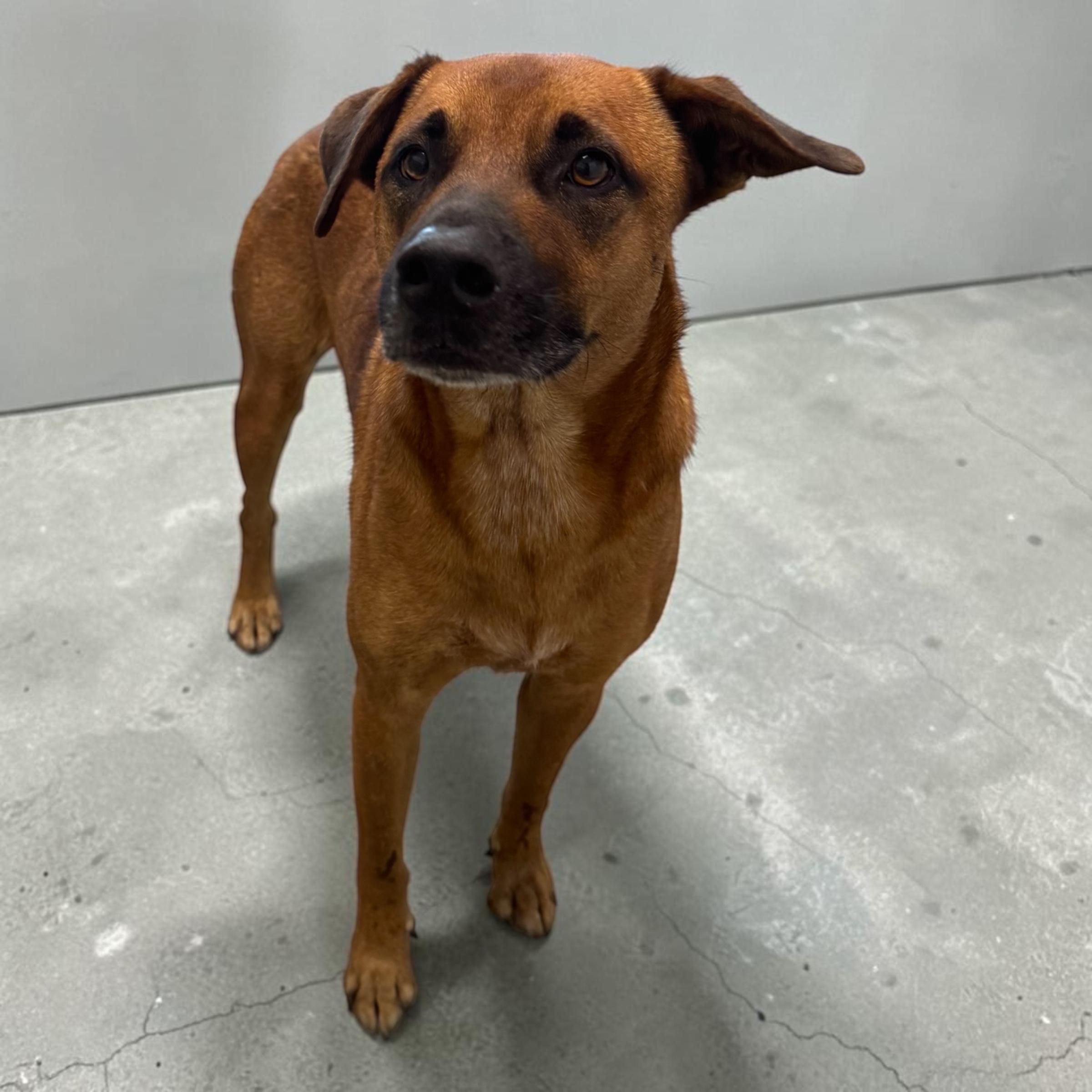 Enlarge Tito, a Adoptable mixed breed in Des Plaines, IL image 4/5