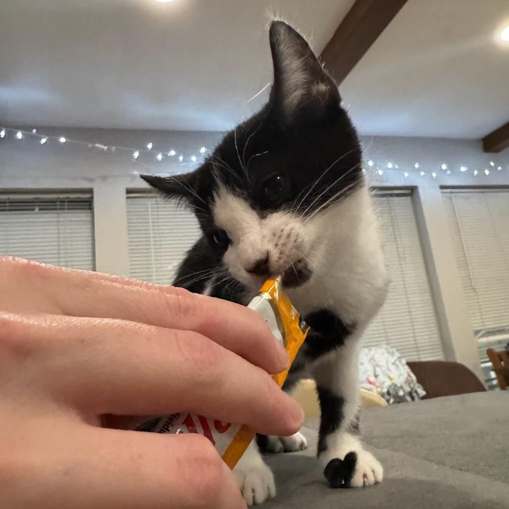 Enlarge Hamilton, a Adoptable Domestic Short Hair in Katy, TX image 2/4