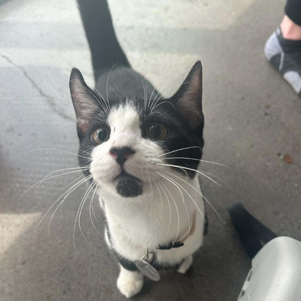 Hamilton, Adoptable, Young Male Domestic Short Hair.