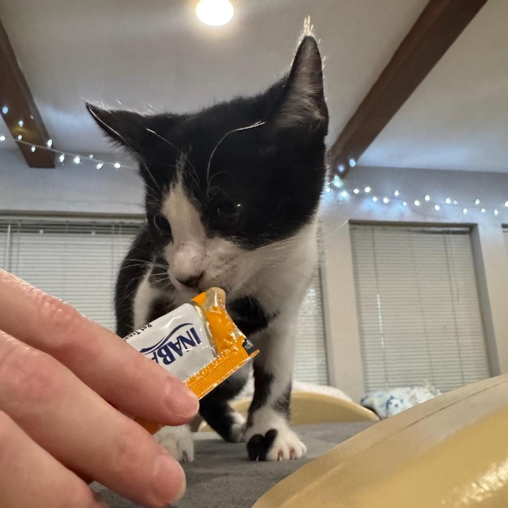 Enlarge Hamilton, a Adoptable Domestic Short Hair in Katy, TX image 3/4