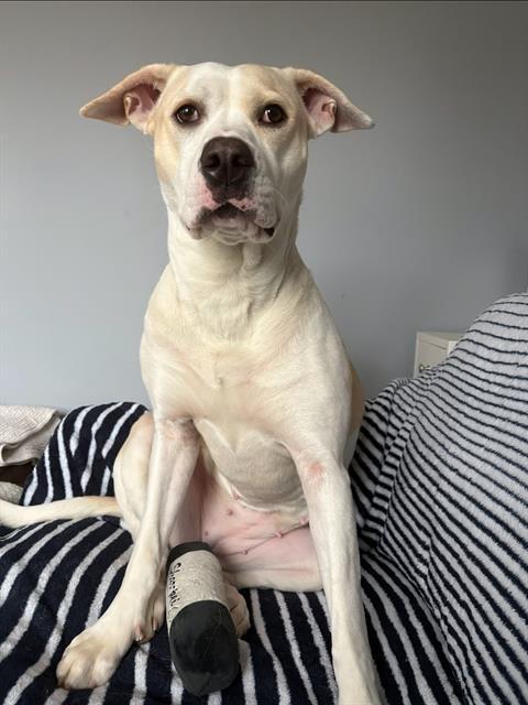 AMELIA EARHART, Adoptable, Young Female Pit Bull Terrier.