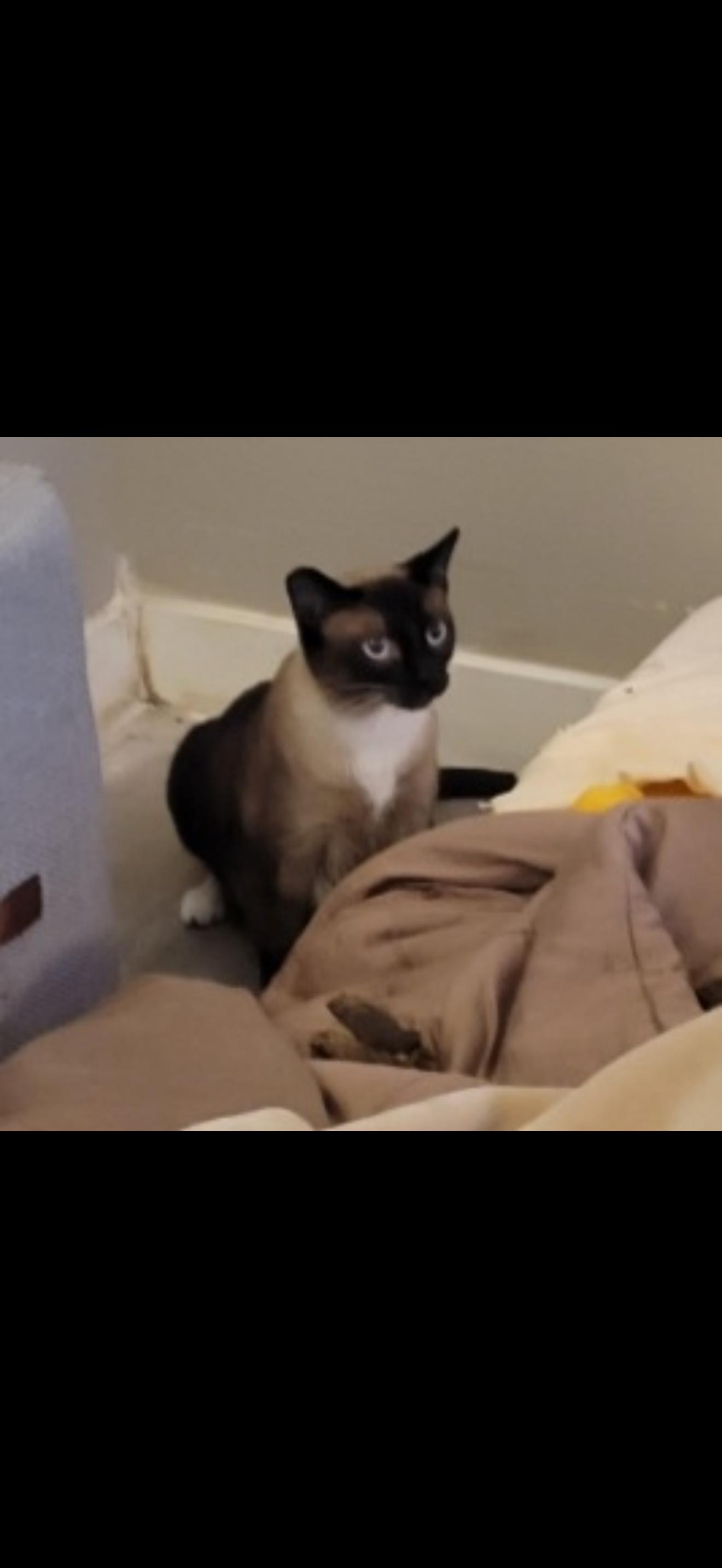 Enlarge Perfect Fit! , an adopted Snowshoe in Las Vegas, NV image 1/1
