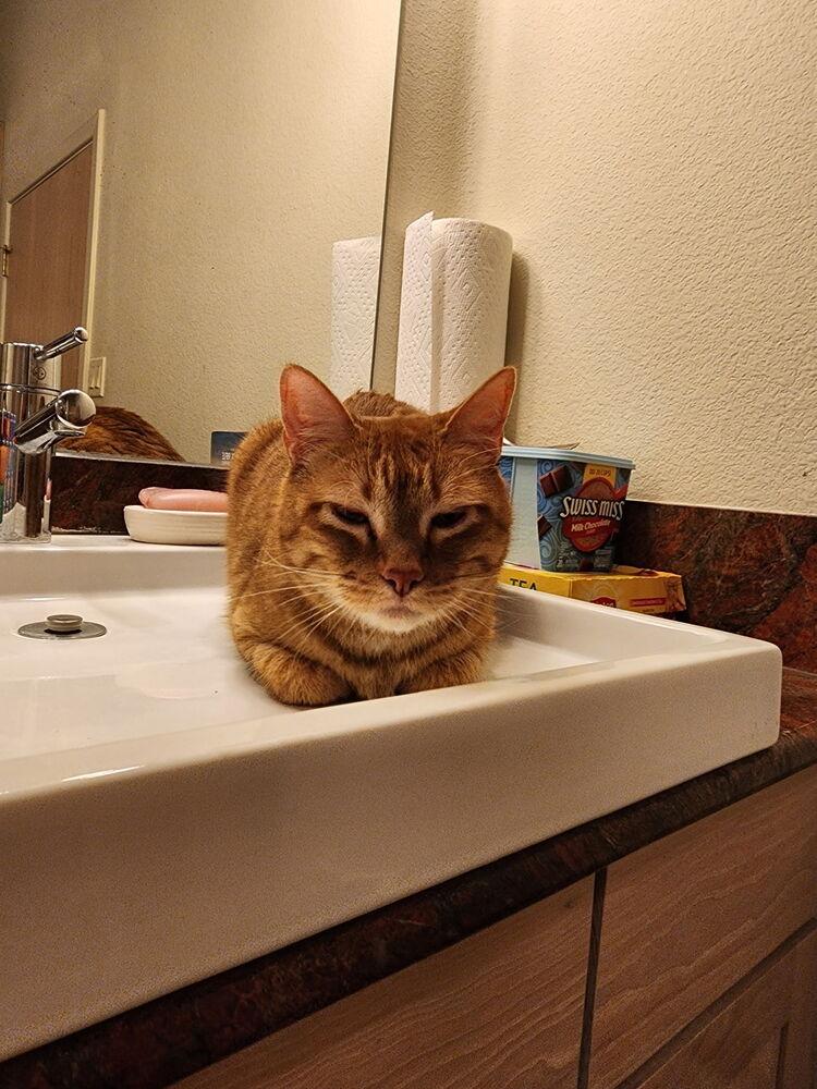 Screech  A1049916, Adoptable, Kitten Male Domestic Short Hair.