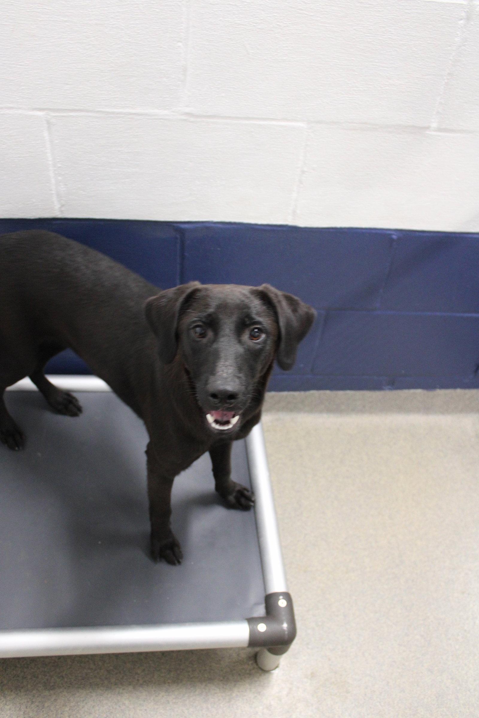 Sully 3m AVA (9/23), Adoptable, Young Male Catahoula Leopard Dog.