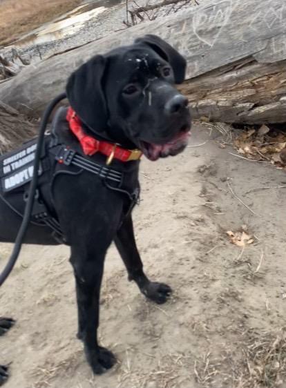Freya, adoptable, Adult Female Cane Corso & Black Labrador Retriever.