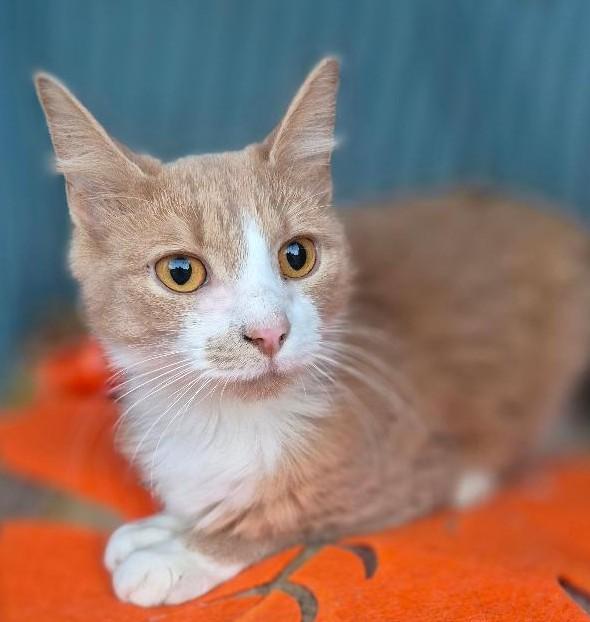 Enlarge Remedy, a ADOPTABLE Domestic Long Hair in Ocean Springs, MS image 1/5