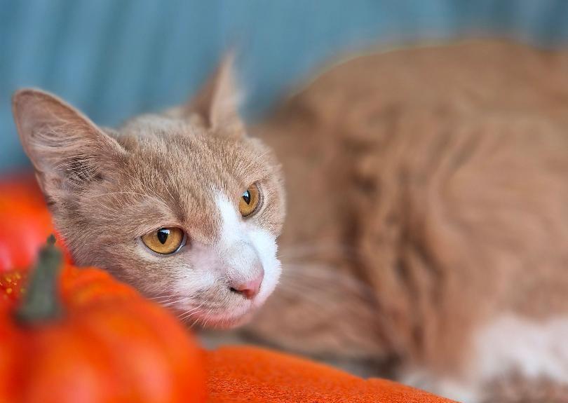 Enlarge Remedy, a ADOPTABLE Domestic Long Hair in Ocean Springs, MS image 3/5