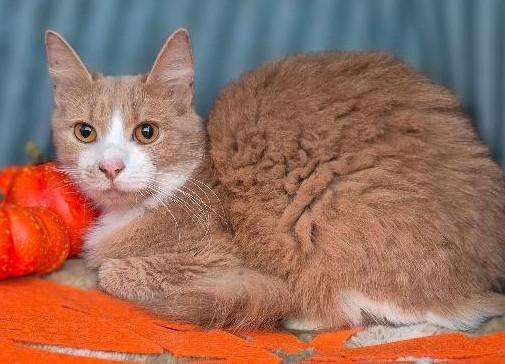 Enlarge Remedy, a ADOPTABLE Domestic Long Hair in Ocean Springs, MS image 4/5
