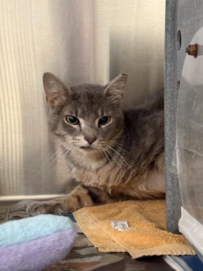 Enlarge Lil` Mouse - Working Cat, a Adoptable mixed breed in Fairfax, VA image 1/2