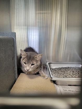 Enlarge Lil` Mouse - Working Cat, a Adoptable mixed breed in Fairfax, VA image 2/2