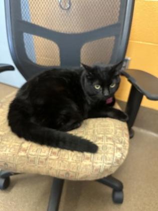 Sophie, Adoptable, Senior Female Domestic Short Hair.