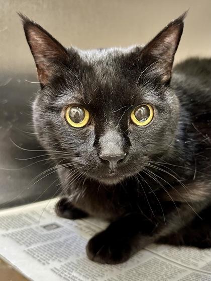 Sophie, a Adoptable mixed breed in Wichita, KS image 2/2