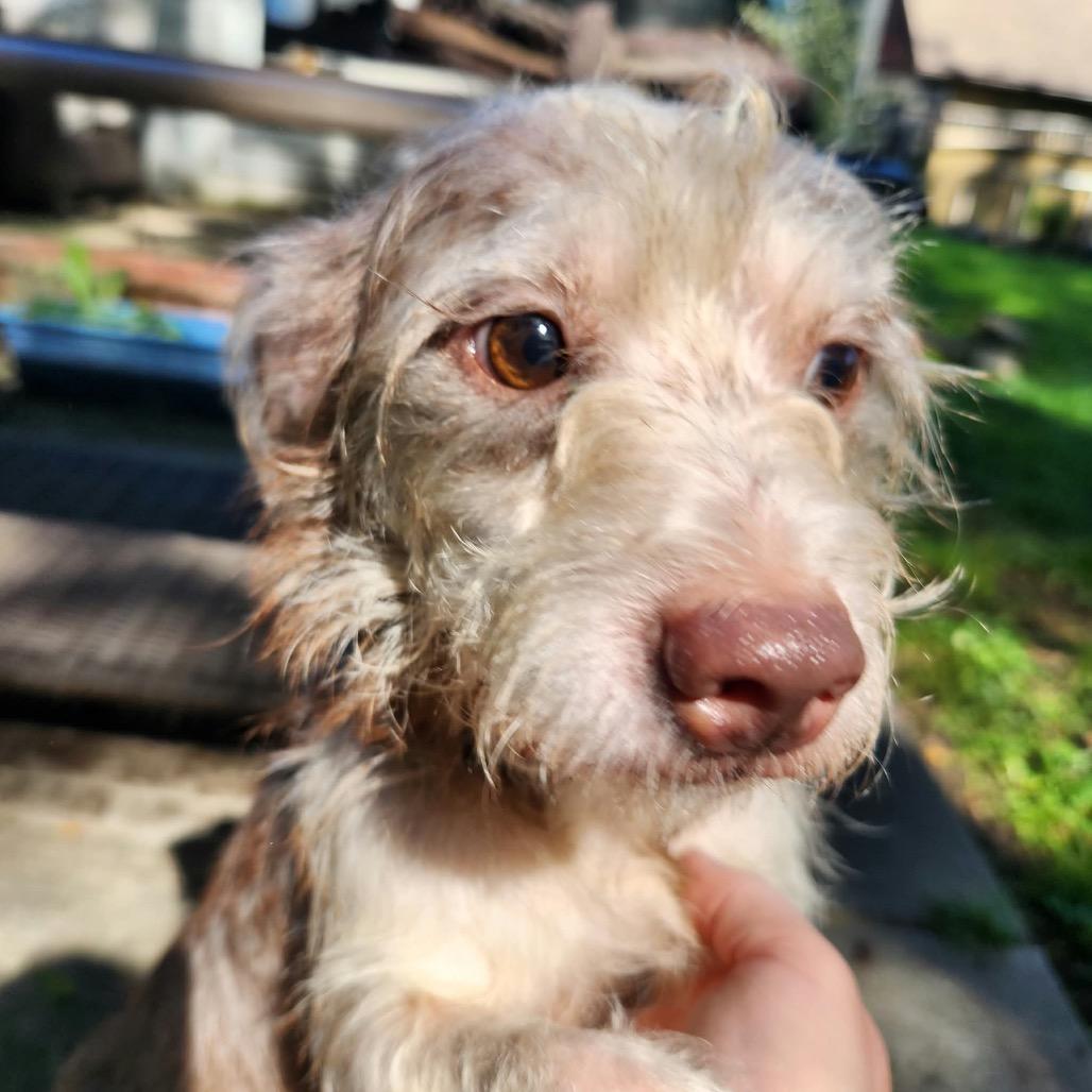 Enlarge Prison Mike, a Adoptable mixed breed in Farmersville, OH image 1/2