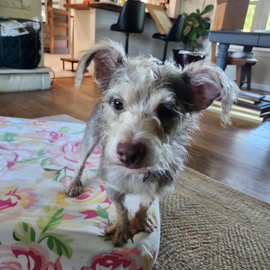 Enlarge Prison Mike, a Adoptable mixed breed in Farmersville, OH image 2/2