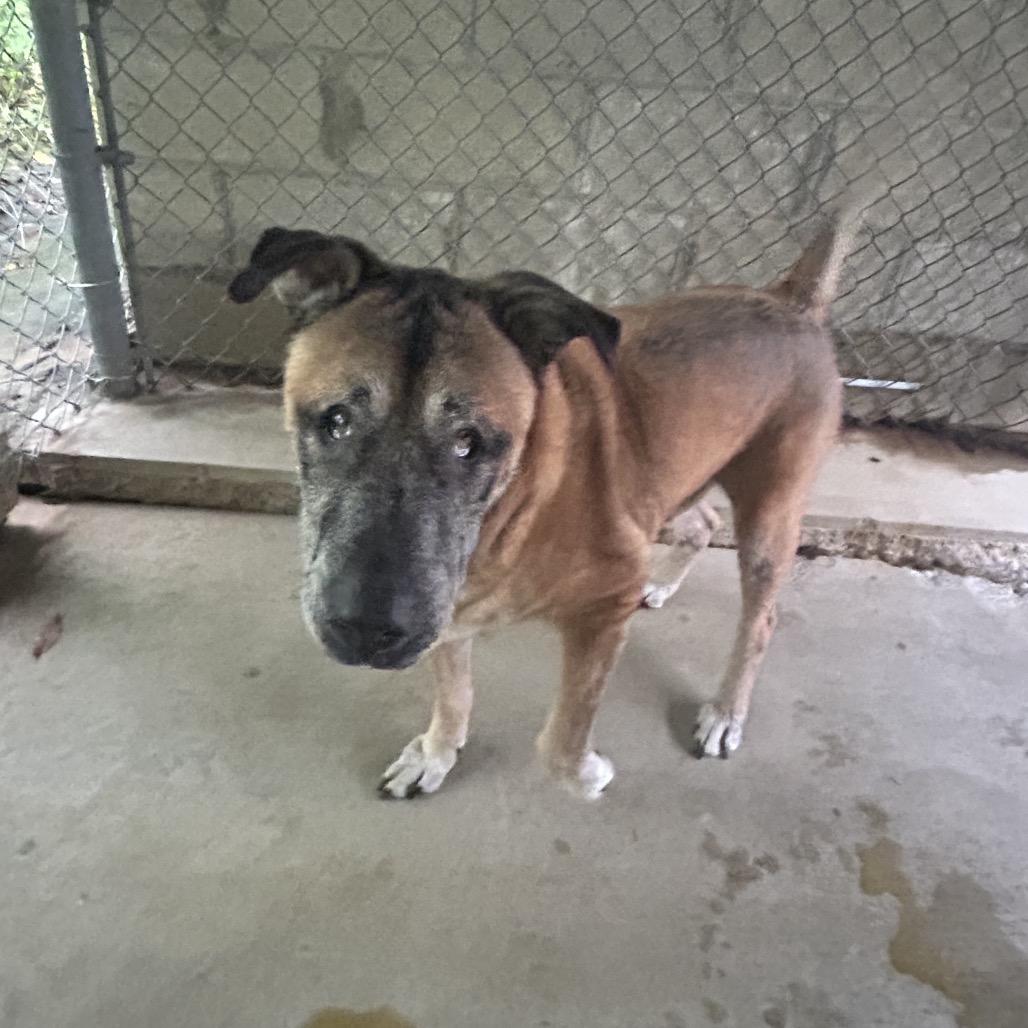 Baloo, Adoptable, Senior Male Mixed Breed.