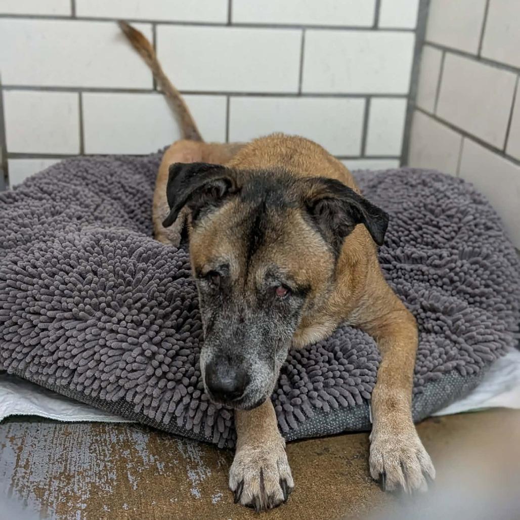 Enlarge Baloo, a Adoptable Mixed Breed in Greenville, PA image 3/6