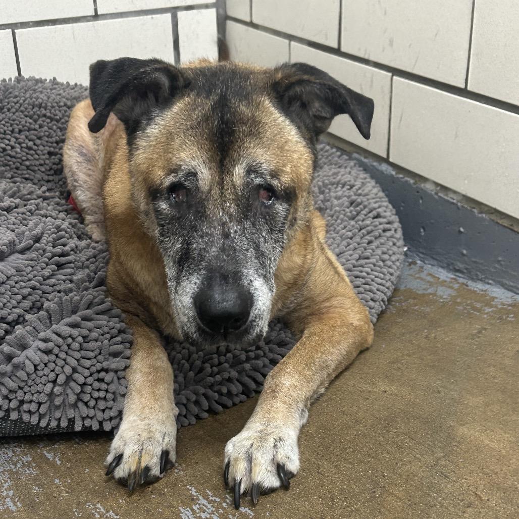 Enlarge Baloo, a Adoptable Mixed Breed in Greenville, PA image 4/6