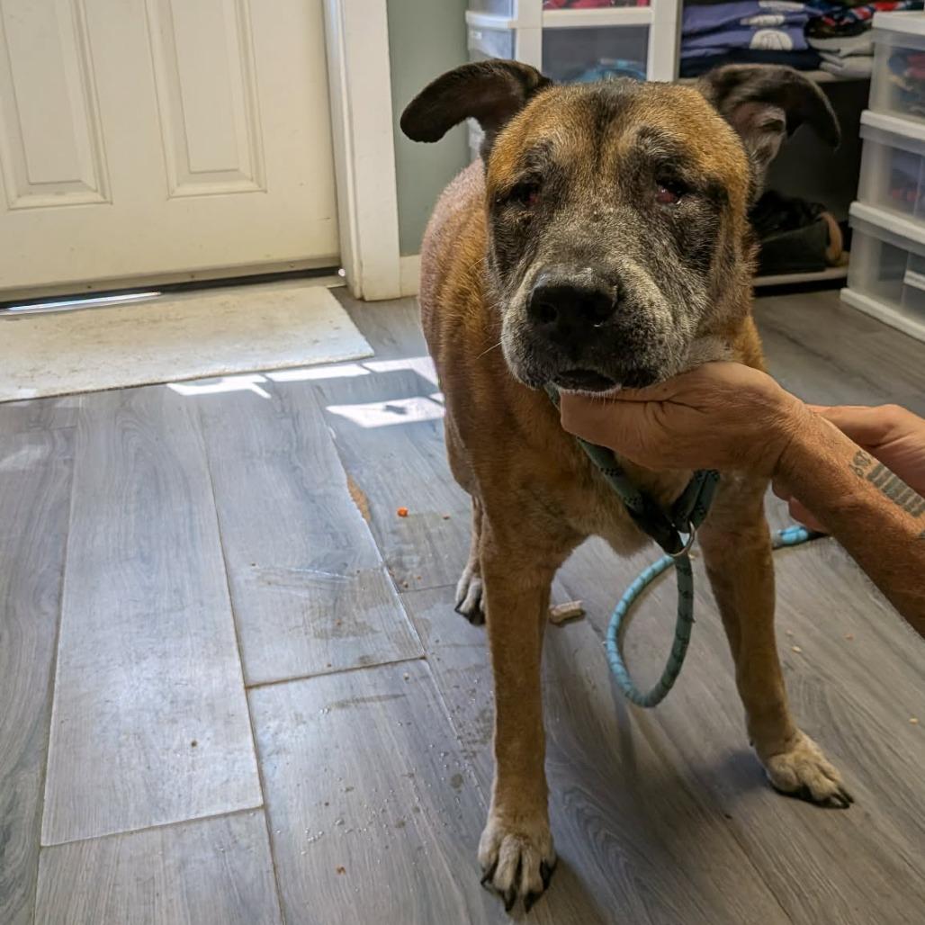 Enlarge Baloo, a Adoptable Mixed Breed in Greenville, PA image 5/6