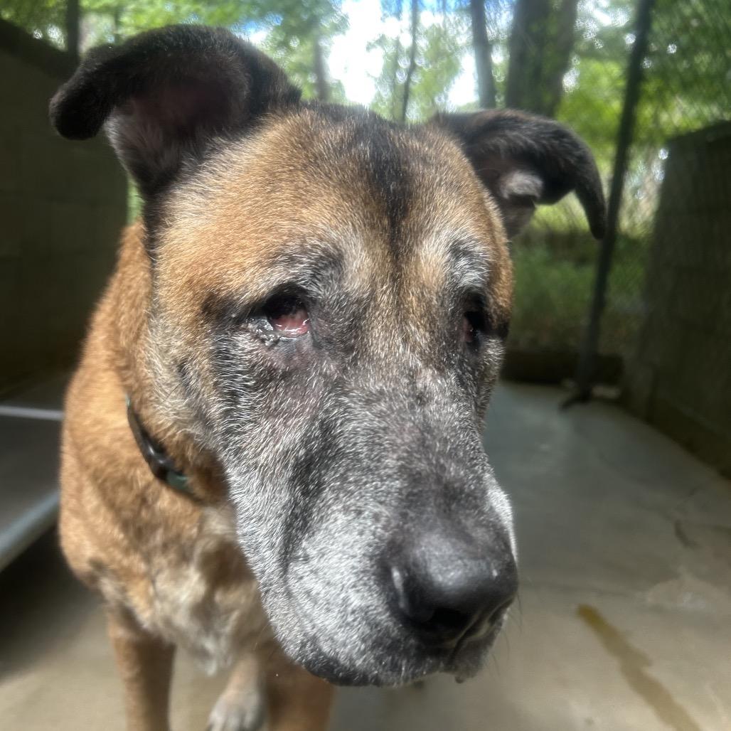 Enlarge Baloo, a Adoptable Mixed Breed in Greenville, PA image 6/6